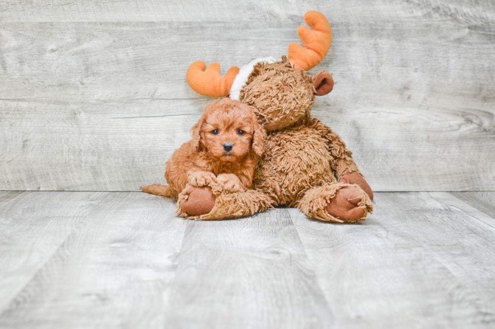 Cavapoo Puppy for Adoption