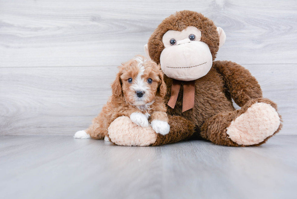 Cute Cavapoo Baby