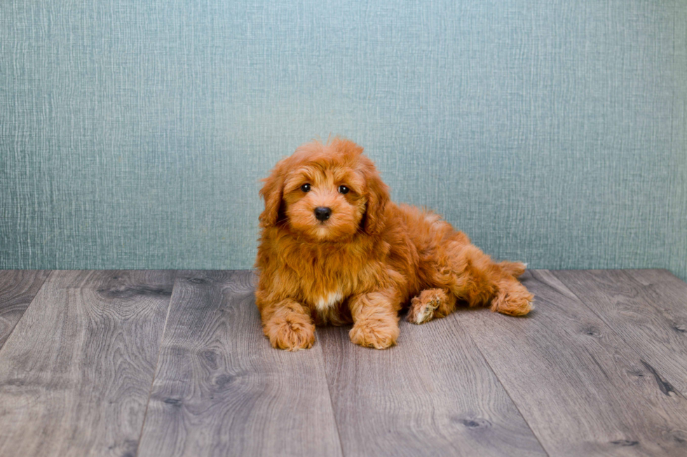 Small Mini Goldendoodle Baby