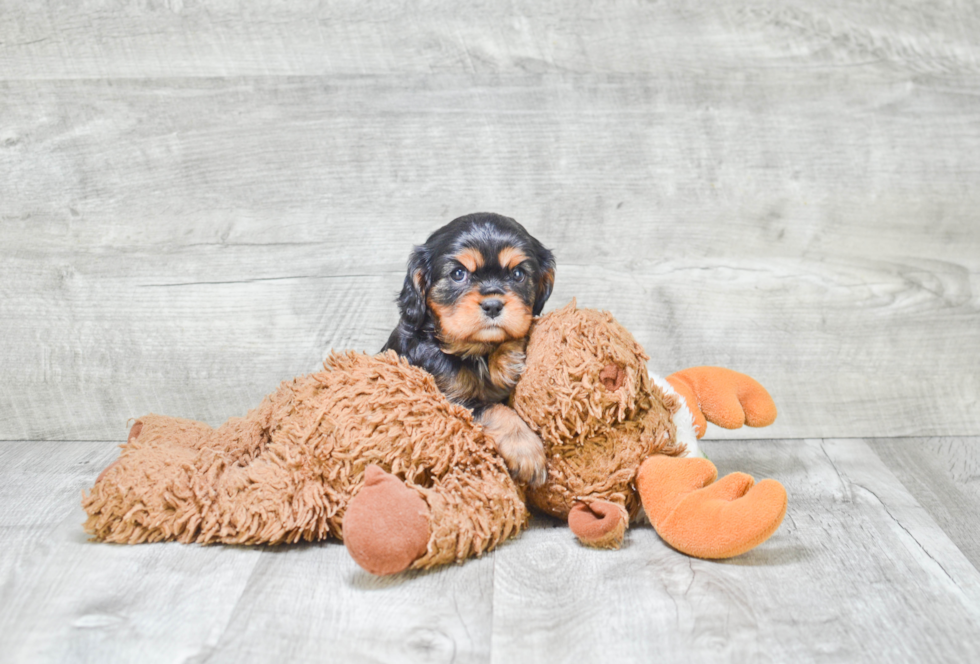 Cavalier King Charles Spaniel Puppy for Adoption