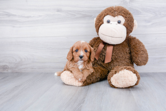 Best Cavapoo Baby