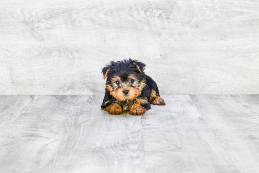 Meet Twinkle - our Yorkshire Terrier Puppy Photo 