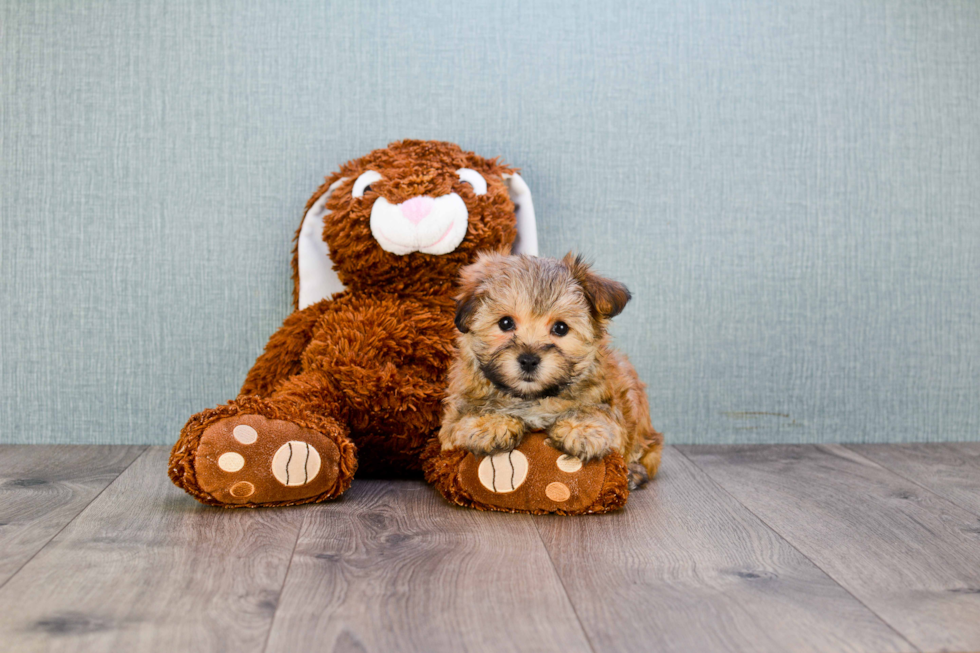 Adorable Yorkie Designer Puppy