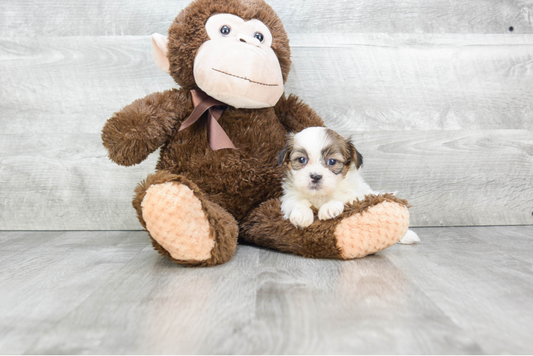 Sweet Teddy Bear Baby
