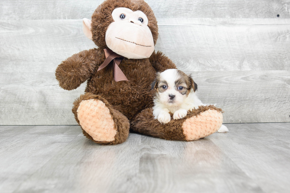 Sweet Teddy Bear Baby