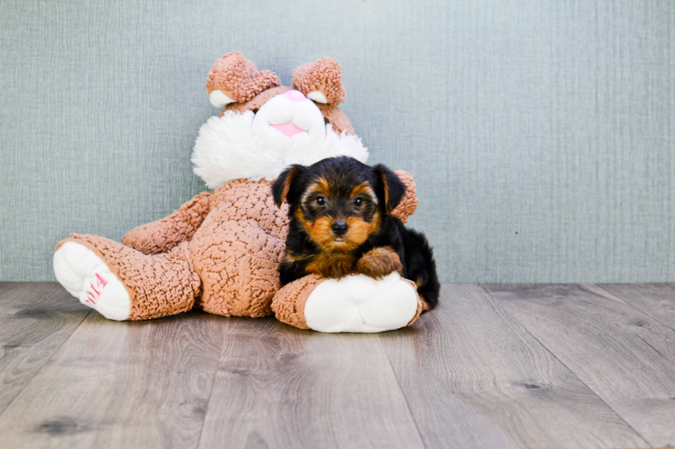 Meet Lisa - our Yorkshire Terrier Puppy Photo 