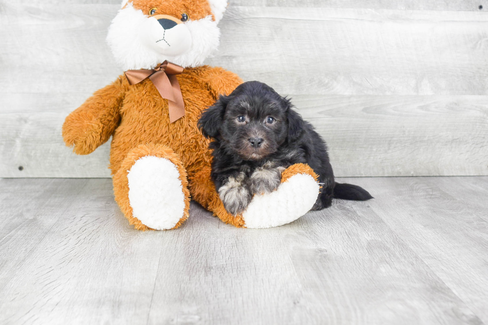 Small Havanese Baby