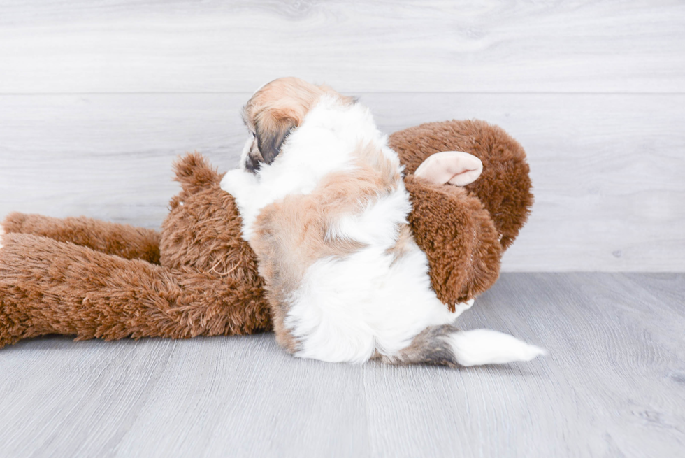 Teddy Bear Puppy for Adoption