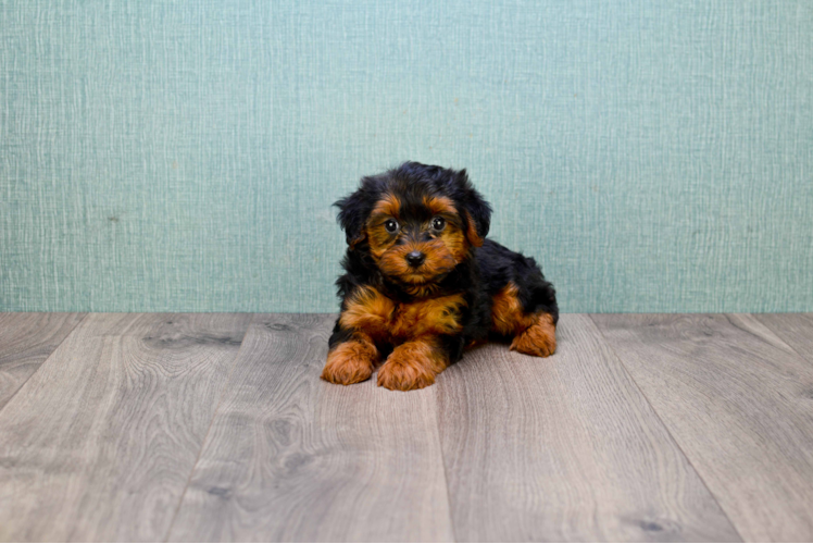 Cute Yorkie Poo Baby