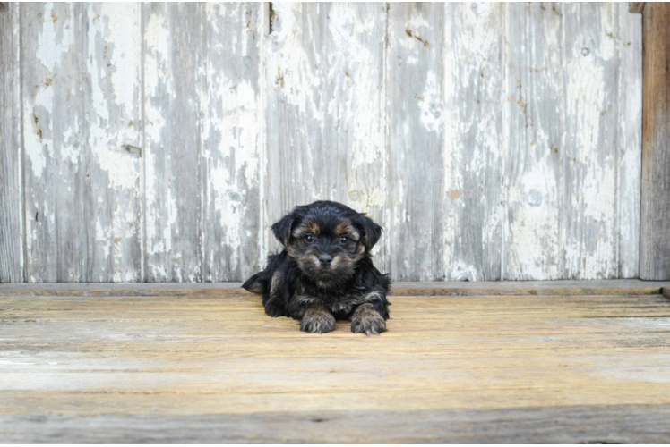 Morkie Pup Being Cute