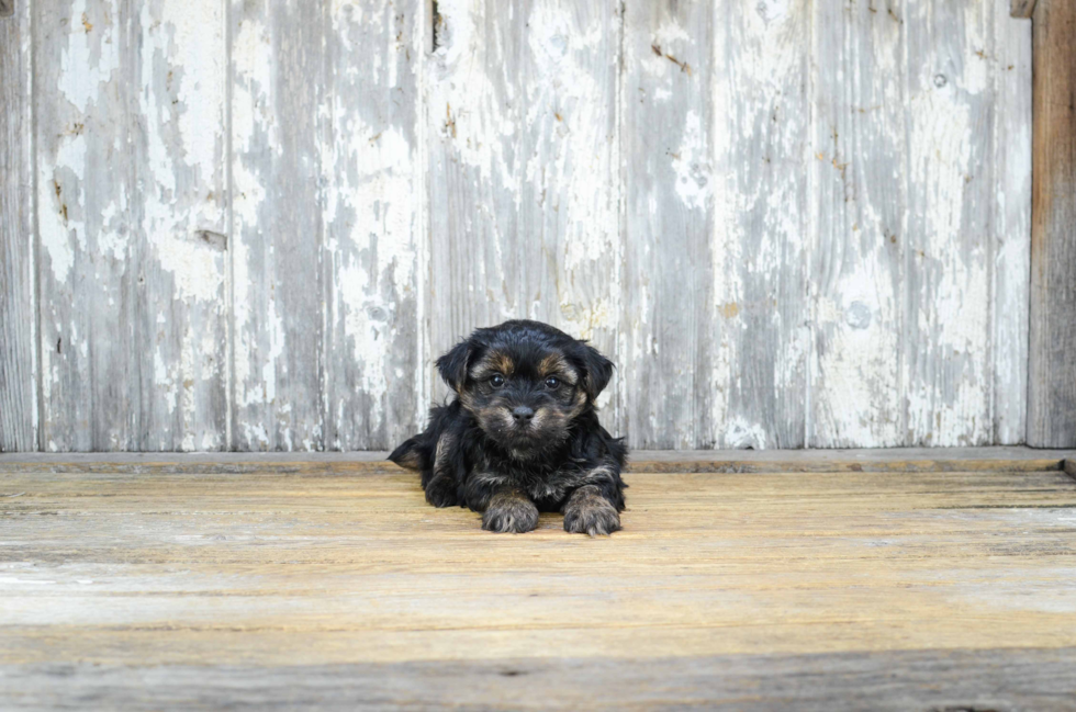 Morkie Pup Being Cute