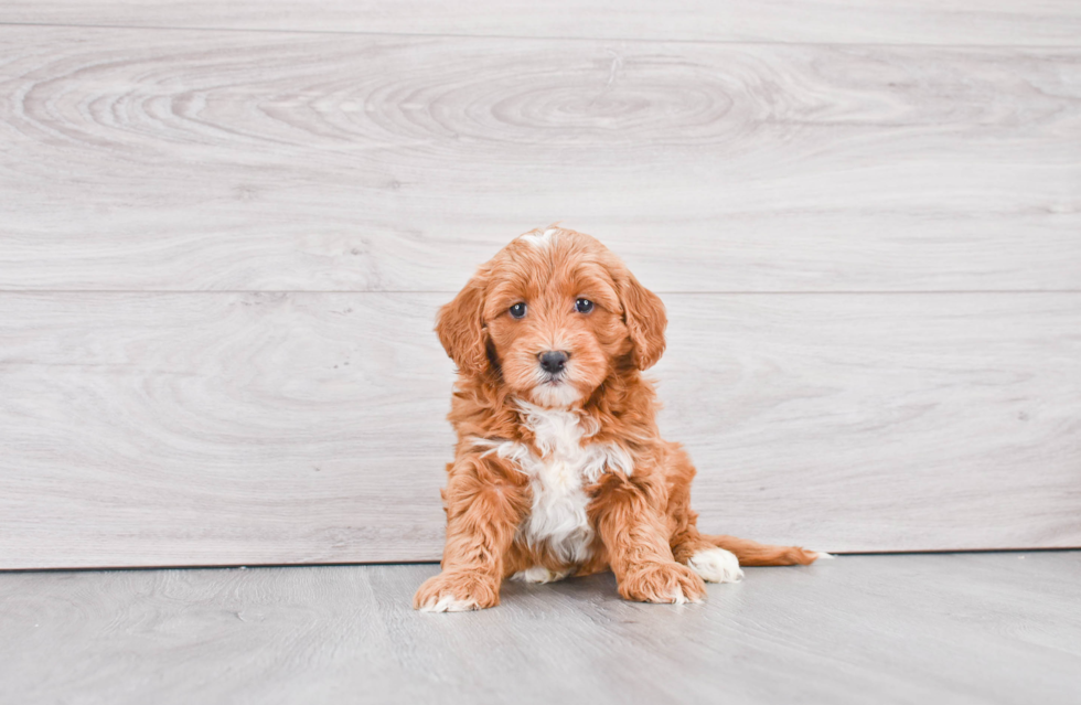 Small Mini Goldendoodle Baby