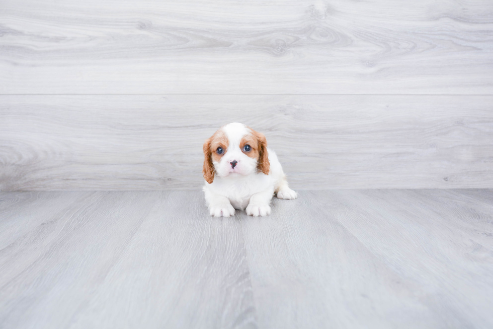 Best Cavalier King Charles Spaniel Baby