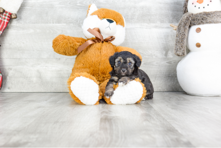 Mini Aussiedoodle Puppy for Adoption