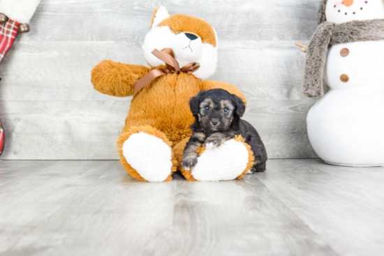 Mini Aussiedoodle Puppy for Adoption