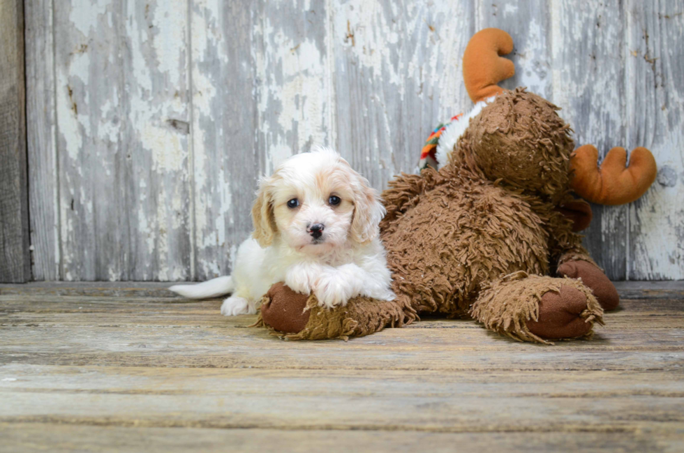 Cute Cavapoo Baby