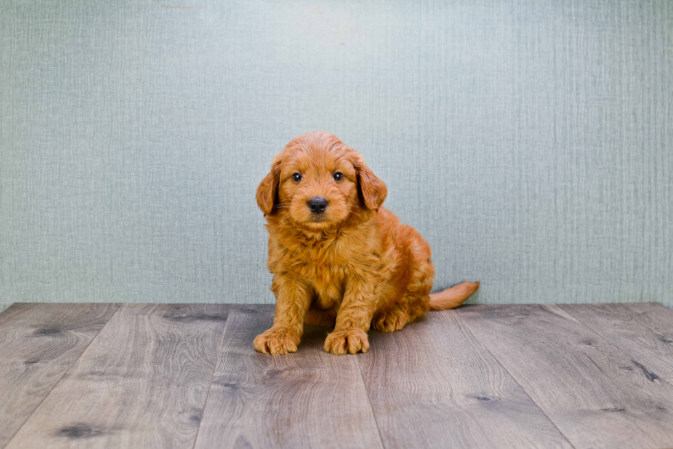 Mini Goldendoodle Puppy for Adoption