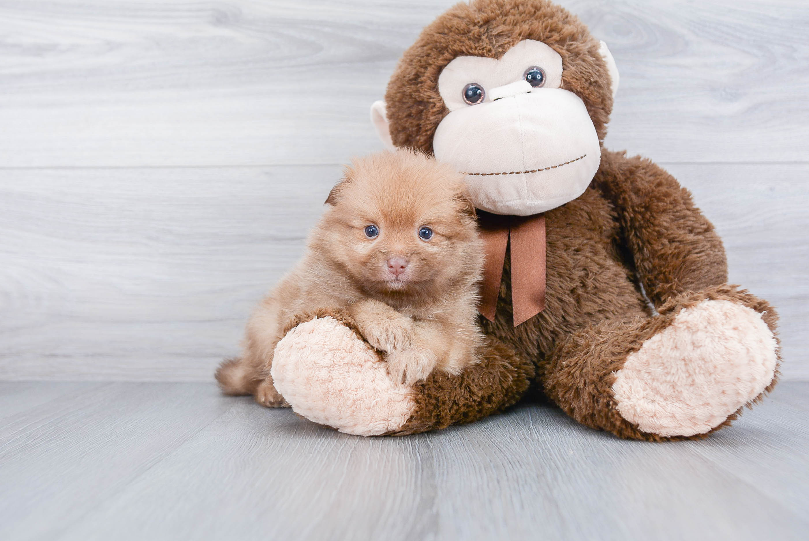 Pomeranian Pup Being Cute