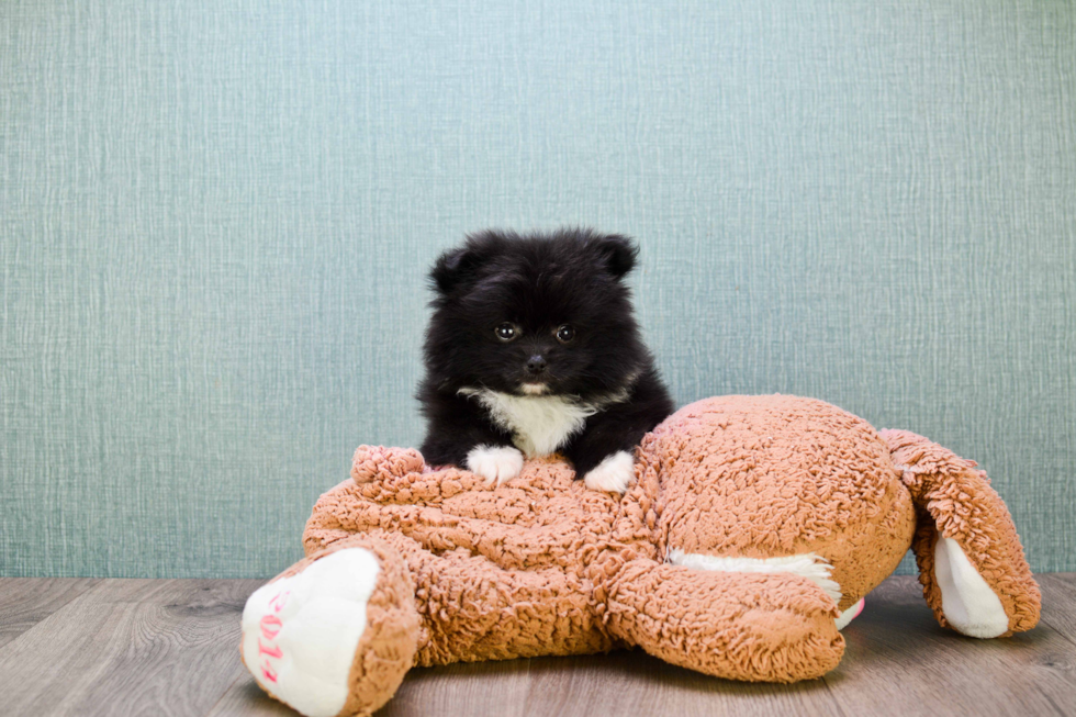 Pomeranian Puppy for Adoption