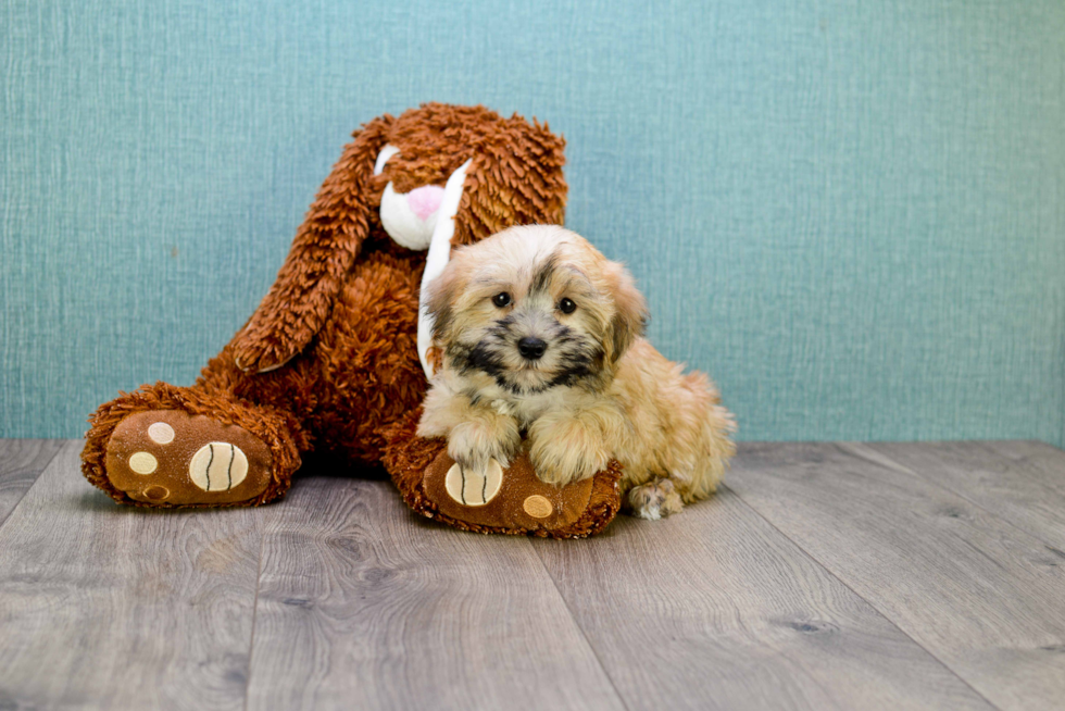 Adorable Yorkie Designer Puppy