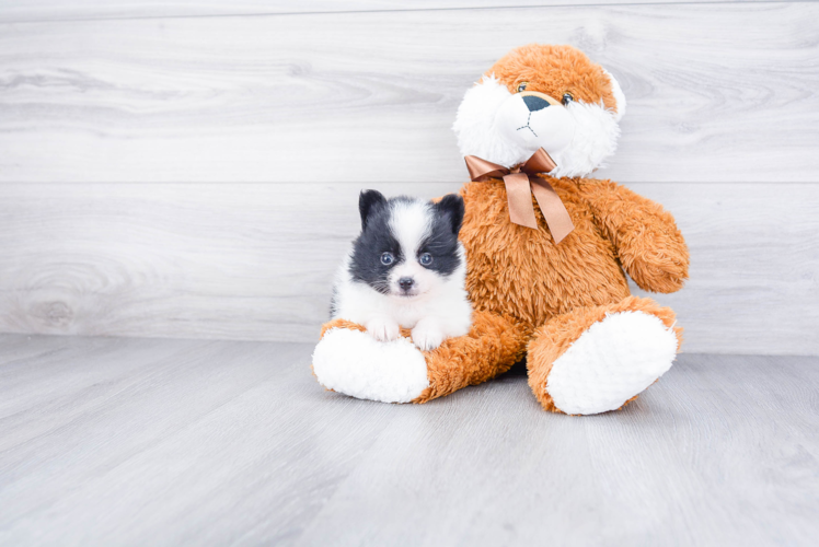 Little Pomeranian Purebred Pup