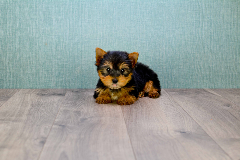 Meet Rocky - our Yorkshire Terrier Puppy Photo 