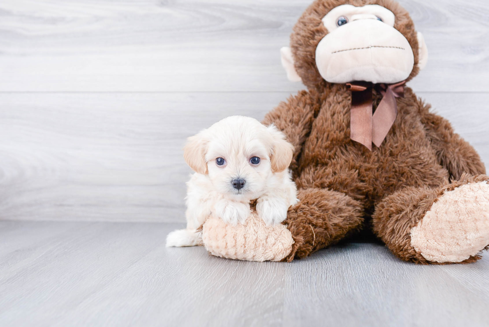 Maltipoo Puppy for Adoption