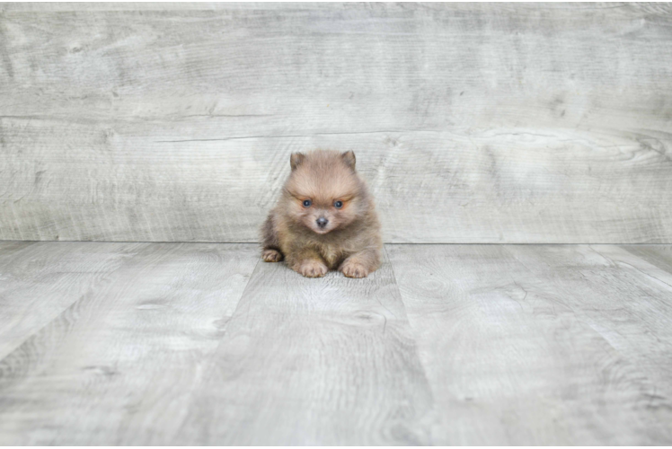 Best Pomeranian Baby