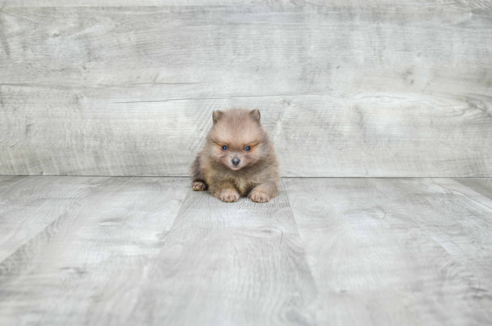 Best Pomeranian Baby