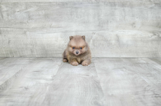 Best Pomeranian Baby