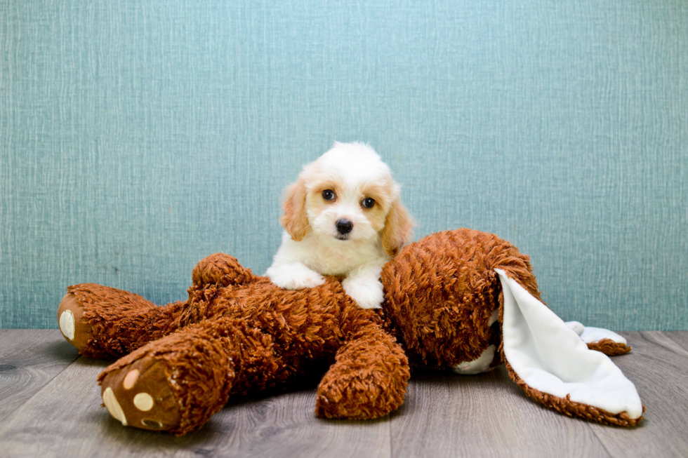 Energetic Cavalier Designer Puppy