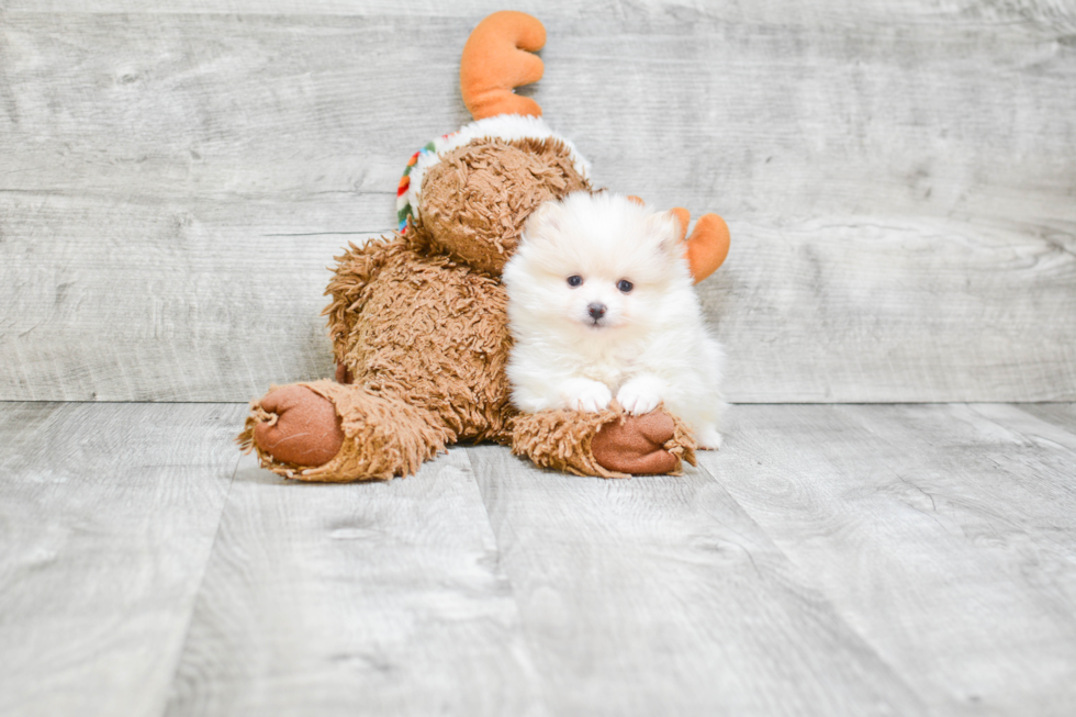 Small Pomeranian Purebred Pup