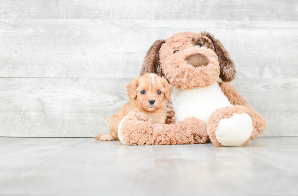 Cavapoo Puppy for Adoption