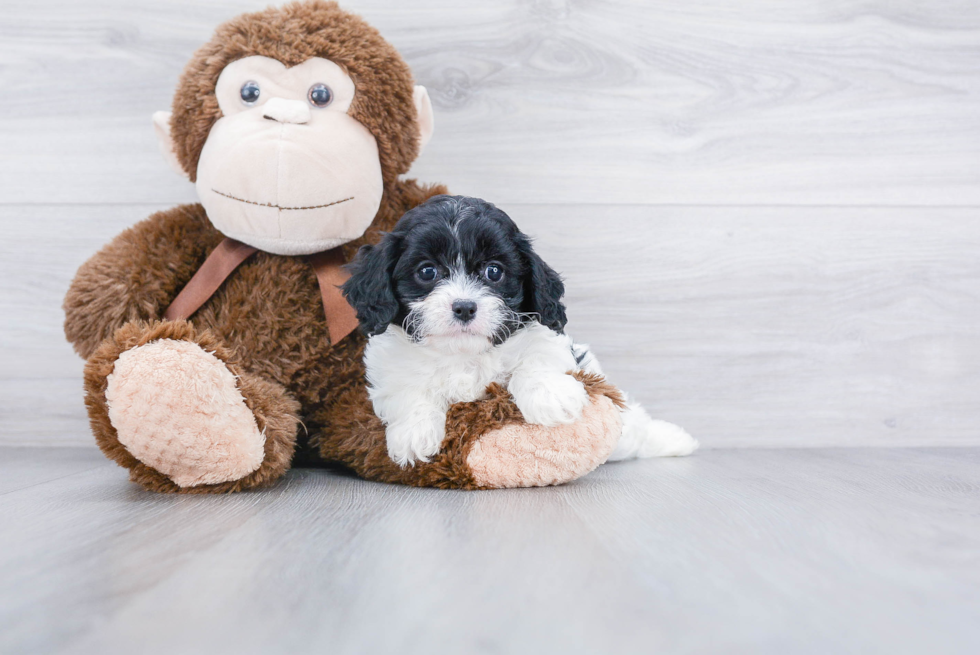 Energetic Cavoodle Poodle Mix Puppy