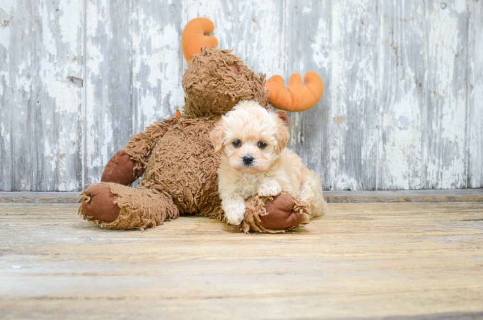 Best Maltipoo Baby