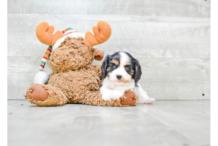 Energetic Cavalier King Charles Spaniel Purebred Puppy