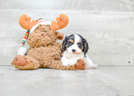 Energetic Cavalier King Charles Spaniel Purebred Puppy