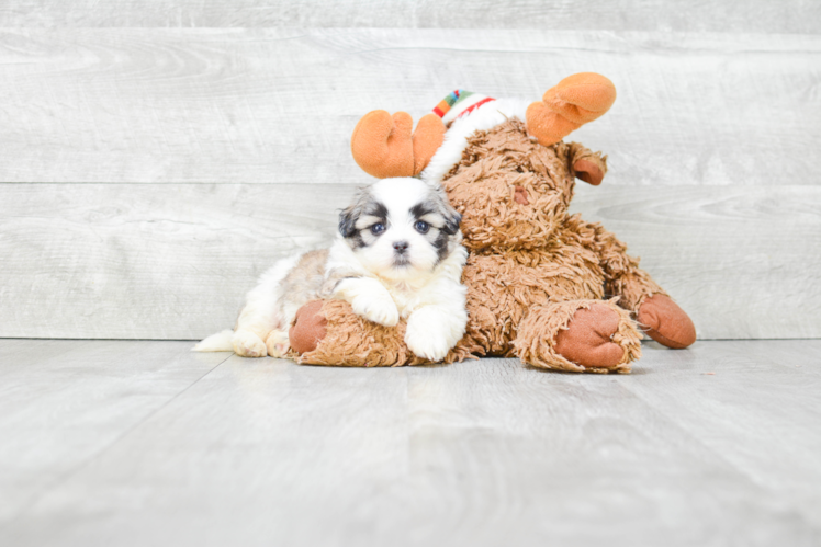 Teddy Bear Pup Being Cute