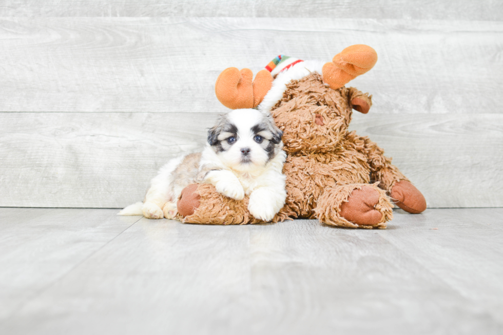 Teddy Bear Pup Being Cute