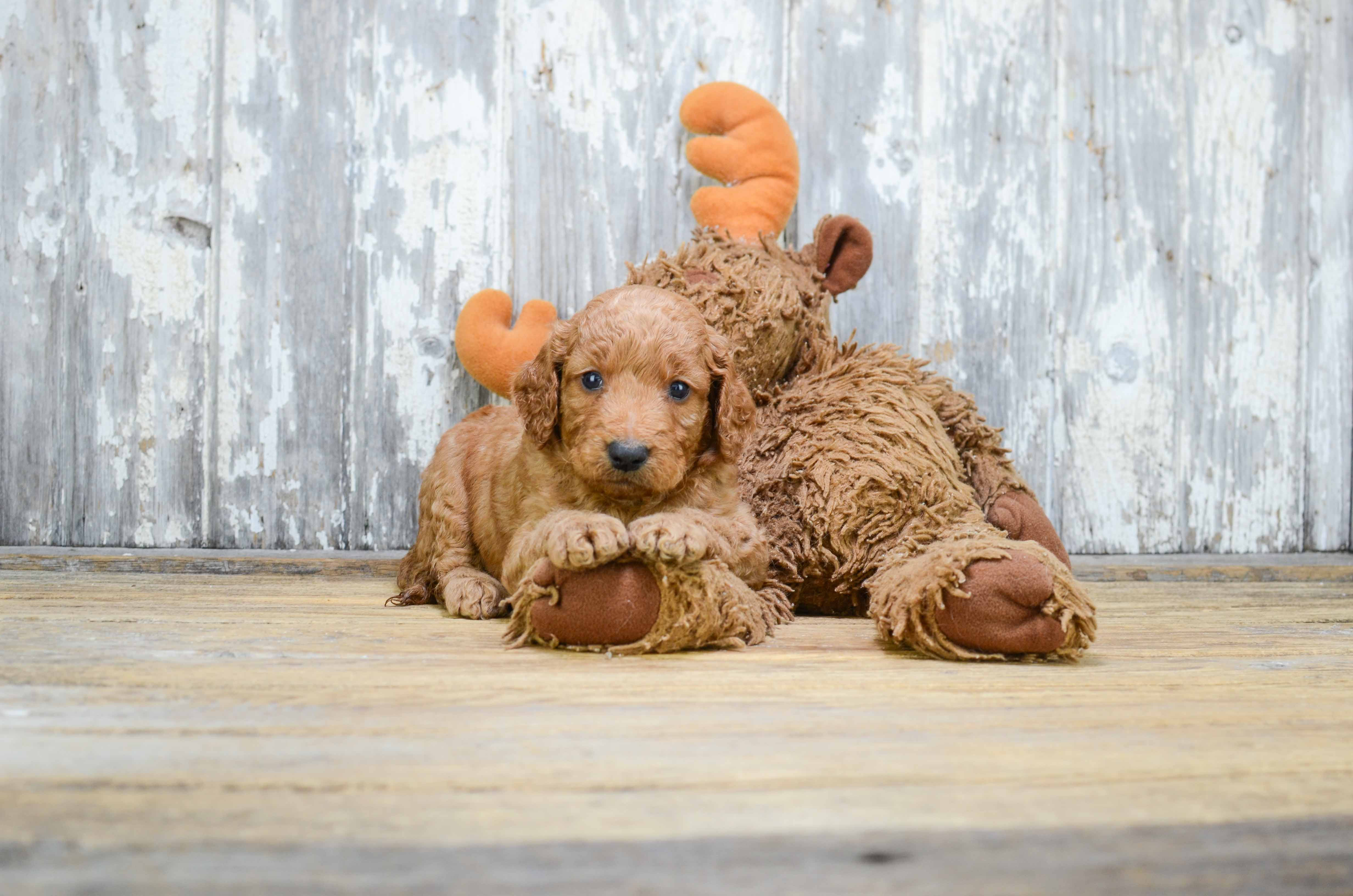 Mini Goldendoodle Puppy for Adoption