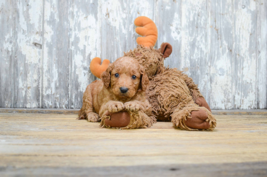 Mini Goldendoodle Puppy for Adoption