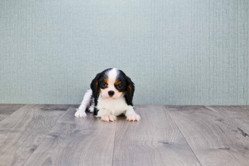 Cavalier King Charles Spaniel Puppy for Adoption