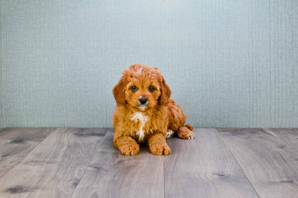 Sweet Cavapoo Baby