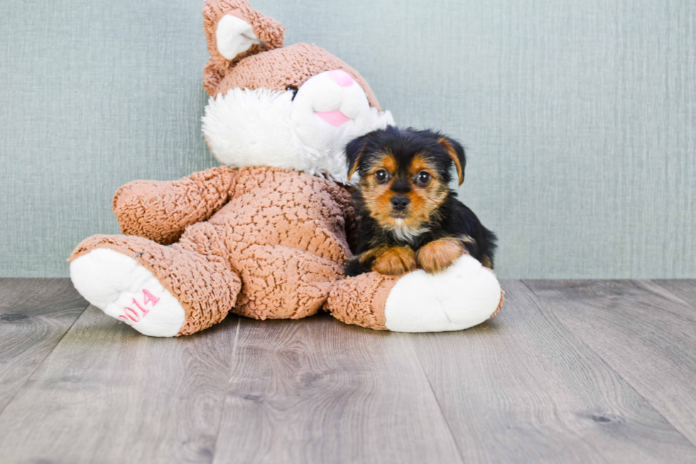 Meet Steph - our Yorkshire Terrier Puppy Photo 