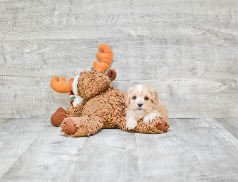 Best Cavapoo Baby