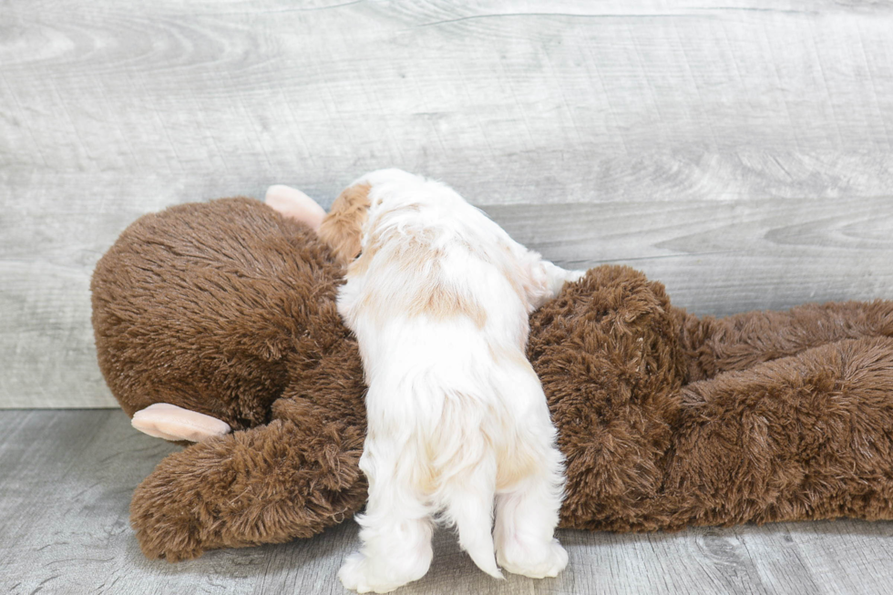 Smart Cavachon Designer Pup