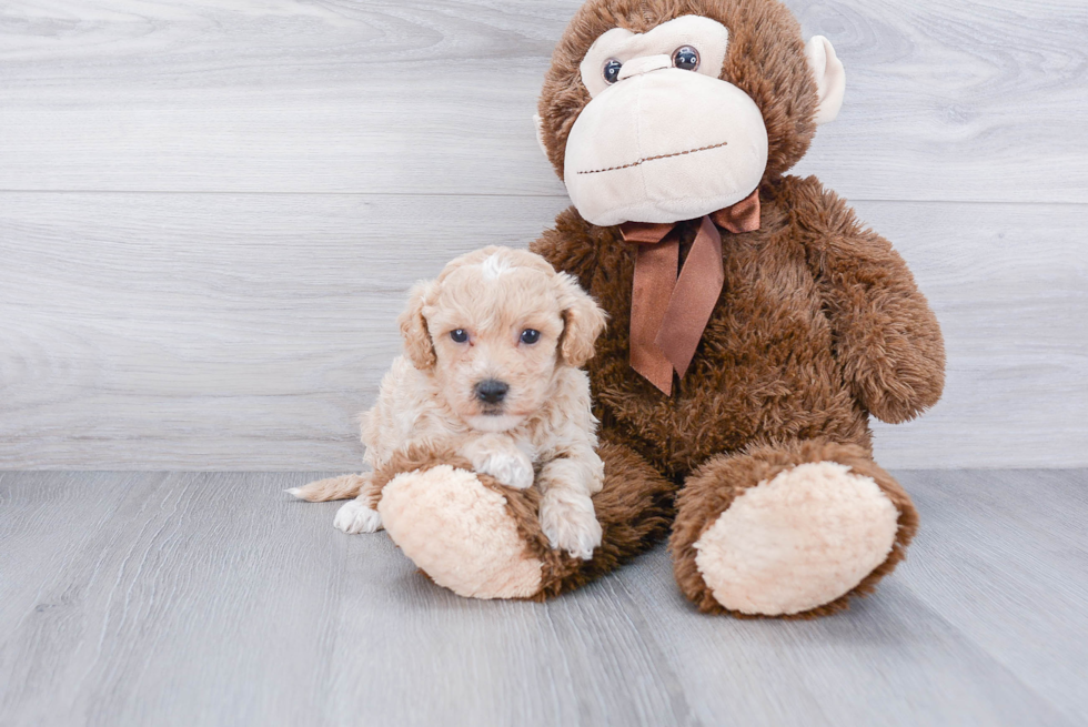 Funny Maltipoo Poodle Mix Pup