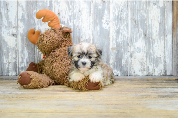 Friendly Teddy Bear Baby