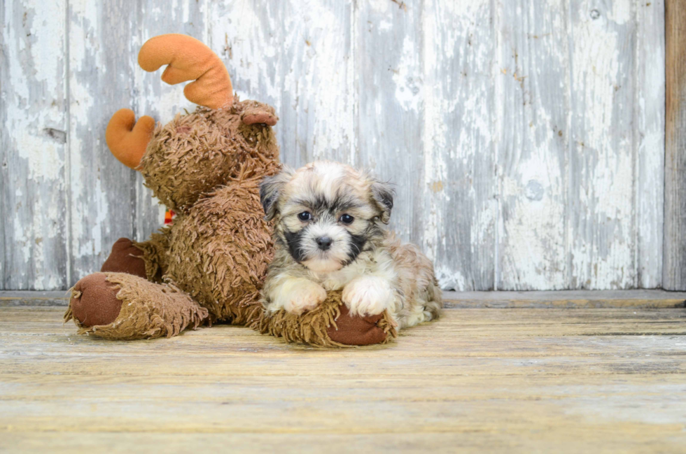 Friendly Teddy Bear Baby