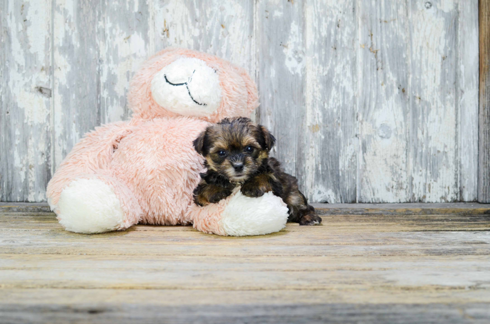 Sweet Yorkie Poo Baby